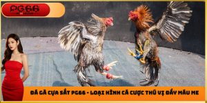 Đà gà cựa sắt pg66